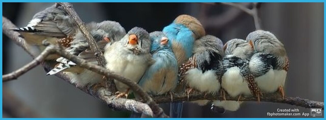 Are the Birds taking a nice bath?