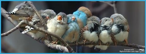 Are the Birds taking a nice bath?