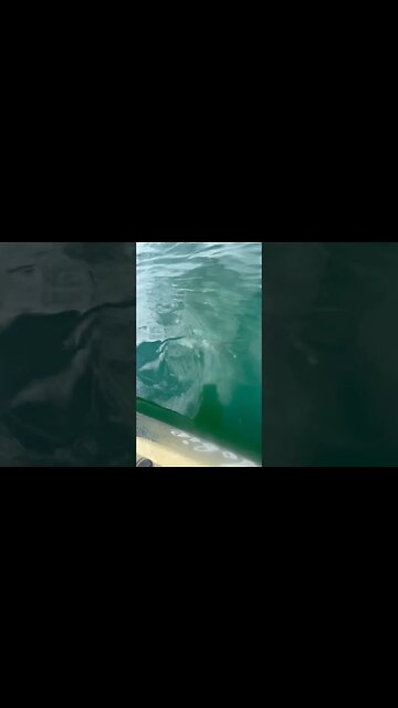 There's An Army Of Sharks Under My Kayak!