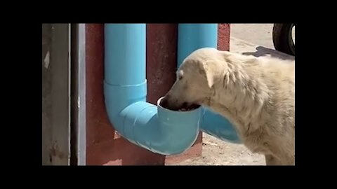 Man Created Water And Food Dispensers For Homeless Dogs