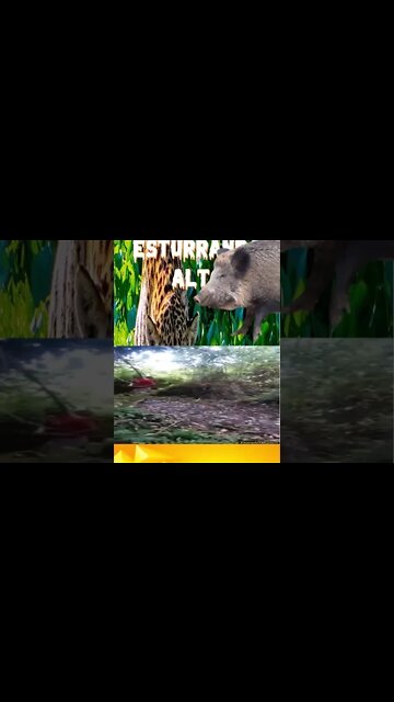 Onça Pintada Esturrando Alto, agora corre porque ela chegou aqui #shorts