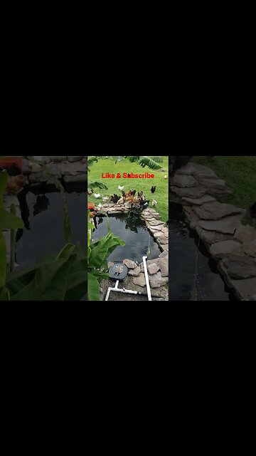 Hanging Around The Water Fall #homesteading #chickens #chickenlife #backyardpond