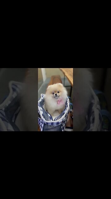 Adorable Puppy Will Melt Your Heart!