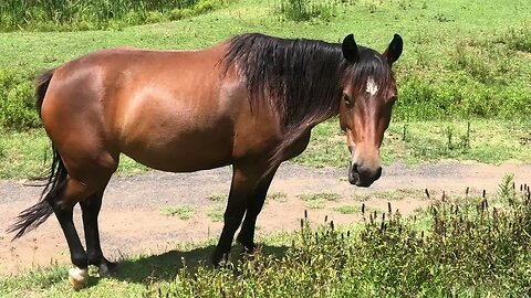 Young mares looking well