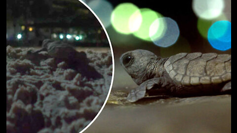 (Part1): Even if the baby turtles manage to escape, they are in danger. The lights become very confusing