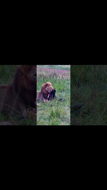 No Sharing For This Lion! #shorts | #ShortsAfrica