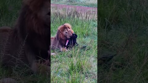 No Sharing For This Lion! #shorts | #ShortsAfrica