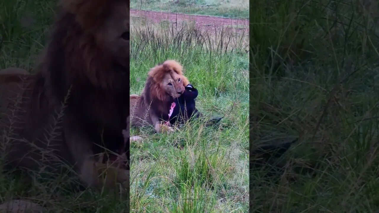 No Sharing For This Lion! #shorts | #ShortsAfrica