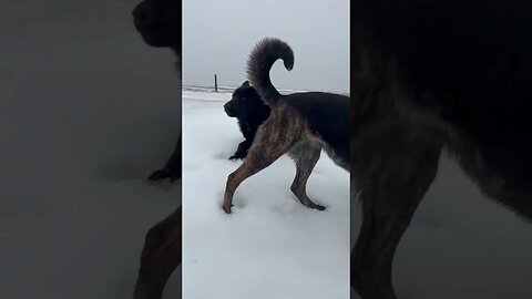 Freezing Rain To Start The New Year! #shorts #farmdogs #iowa