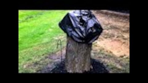 Husband turns tree stump into talk of the neighborhood