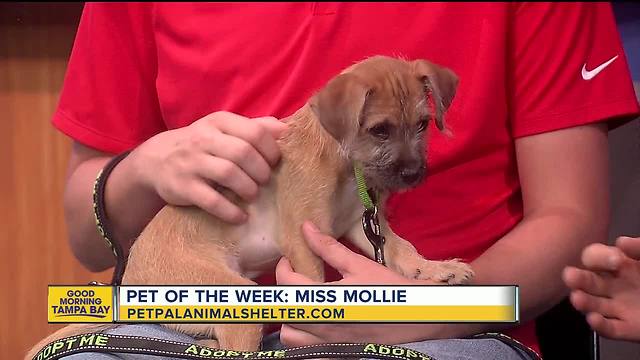 Pet of the week: Mollie is a 2-month-old Terrier mix who needs a loving home