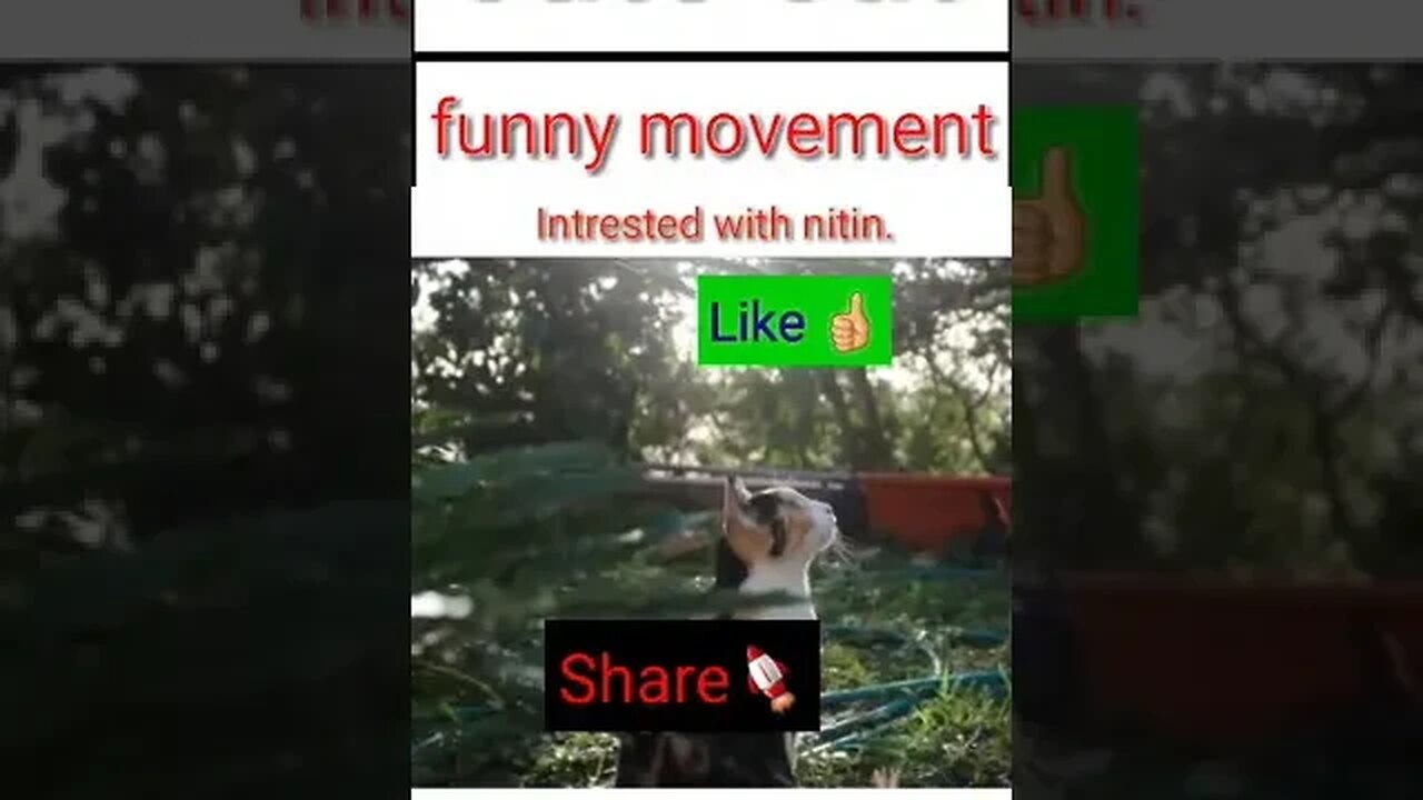 cute cat funny movement || #shorts #youtubeshorts #funnyvideo #funny #intrestedwithnitin(3)