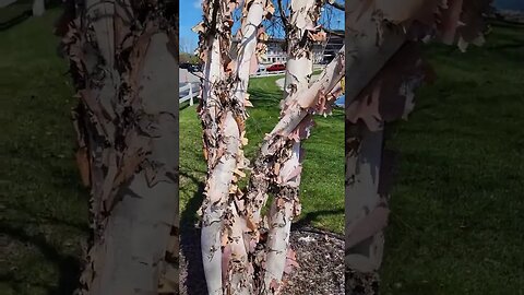 Shaggy bark paper birch trees