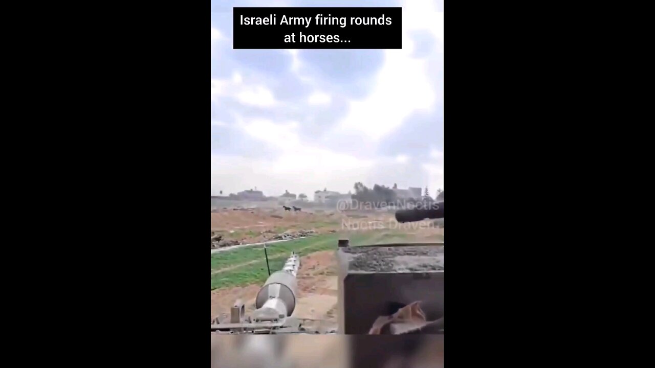 IDF shooting at Gazan Horses. Animal abuse for no reason