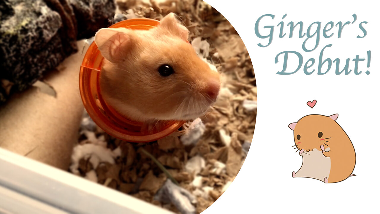 Hamster Greetings from Ginger! Her debut video!