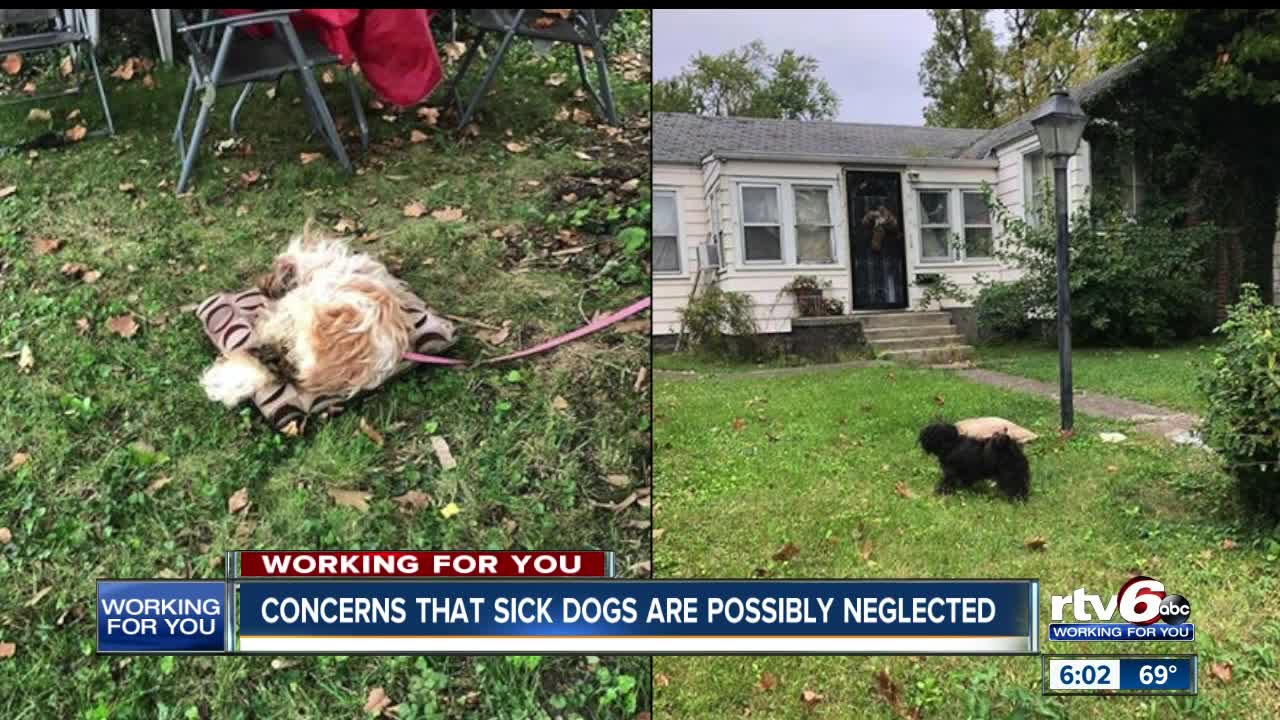 Neighbors concerned about two possibly neglected dogs in Kokomo