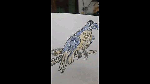 birds videos