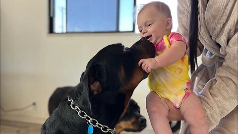 Rottweilers Take Treats From Babies Hand