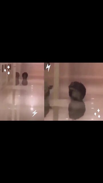 Cat does not like what he sees in the mirror and starts to run. / Someone can explain what happened.