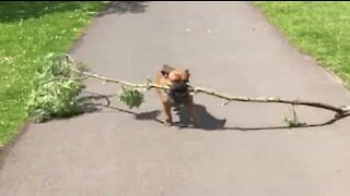 Para este cão felicidade significa: um galho gigante!