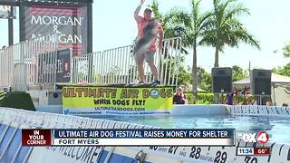 Air Dogs festival raise money for animal shelter