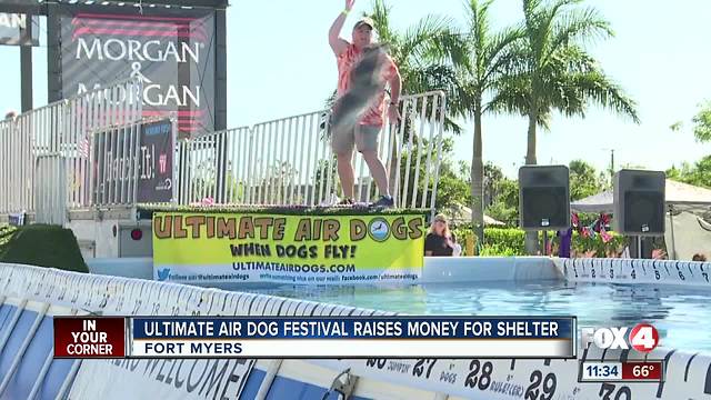 Air Dogs festival raise money for animal shelter