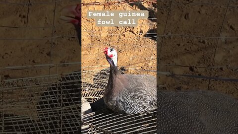 Female guinea fowl call