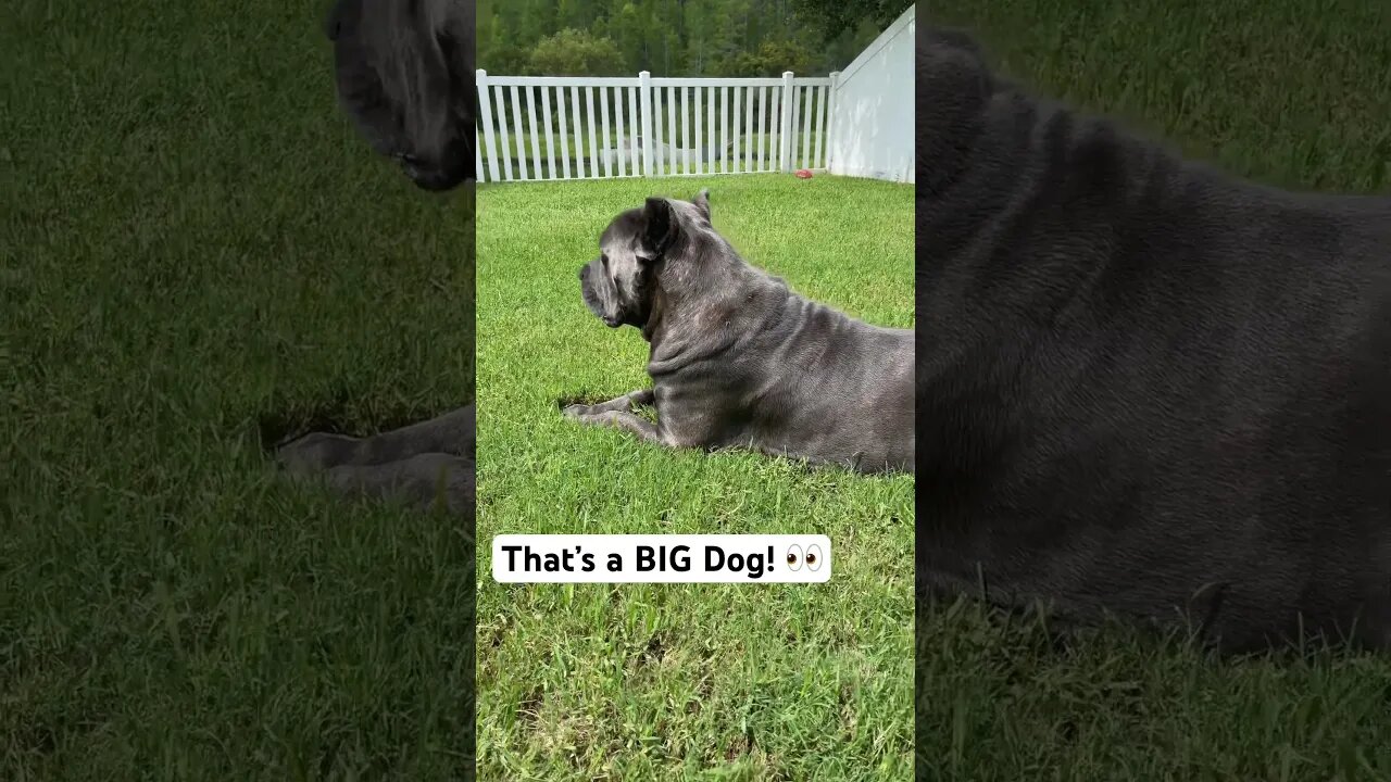 That’s a BIG Dog! 👀 #canecorso