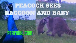 Peacock Sees Raccoon And Baby, Peacock Minute, peafowl.com