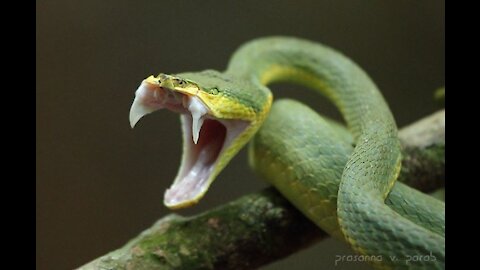 Western Viper Snake Yawning so Cute♥