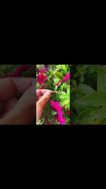 3 Steps to More Blooms!