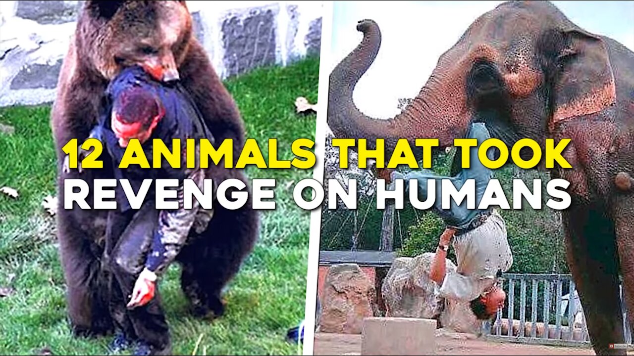 12 Times Animals Took Revenge On Humans