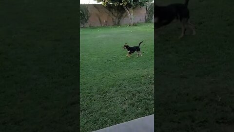 playtime with friends