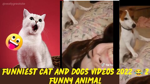 Funniest Cat And Dogs Videos 2022 😂 2 Funny Animal