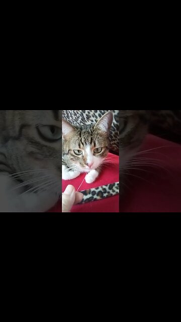 Did You Lose this Whisker, Kitty