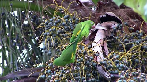 2 Beautiful Parrots Eating Berries