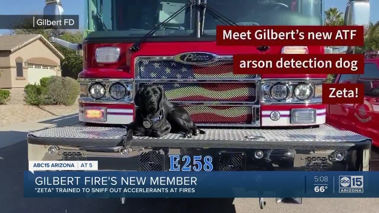 Gilbert Fire Department gets new team member