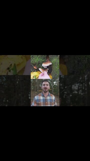 Cooking Wild Mushrooms and Steak at my Hot Tent. Bushcraft / Foraging
