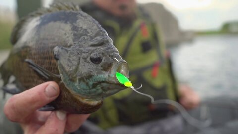 Kayak Fishing For Massive Bluegill