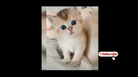 🐱 Cute cats 🐱 Funny cats | The most crazy and funniest cats #cats