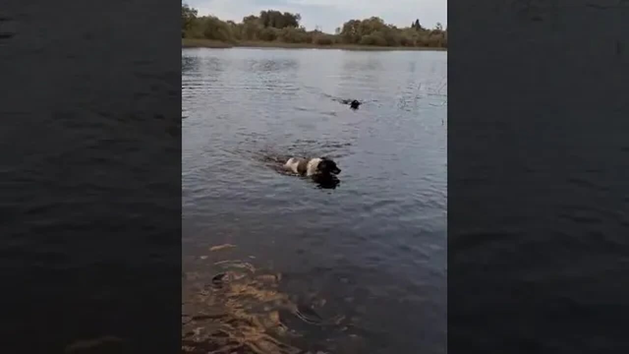 Brin Ben And Mia Swimming