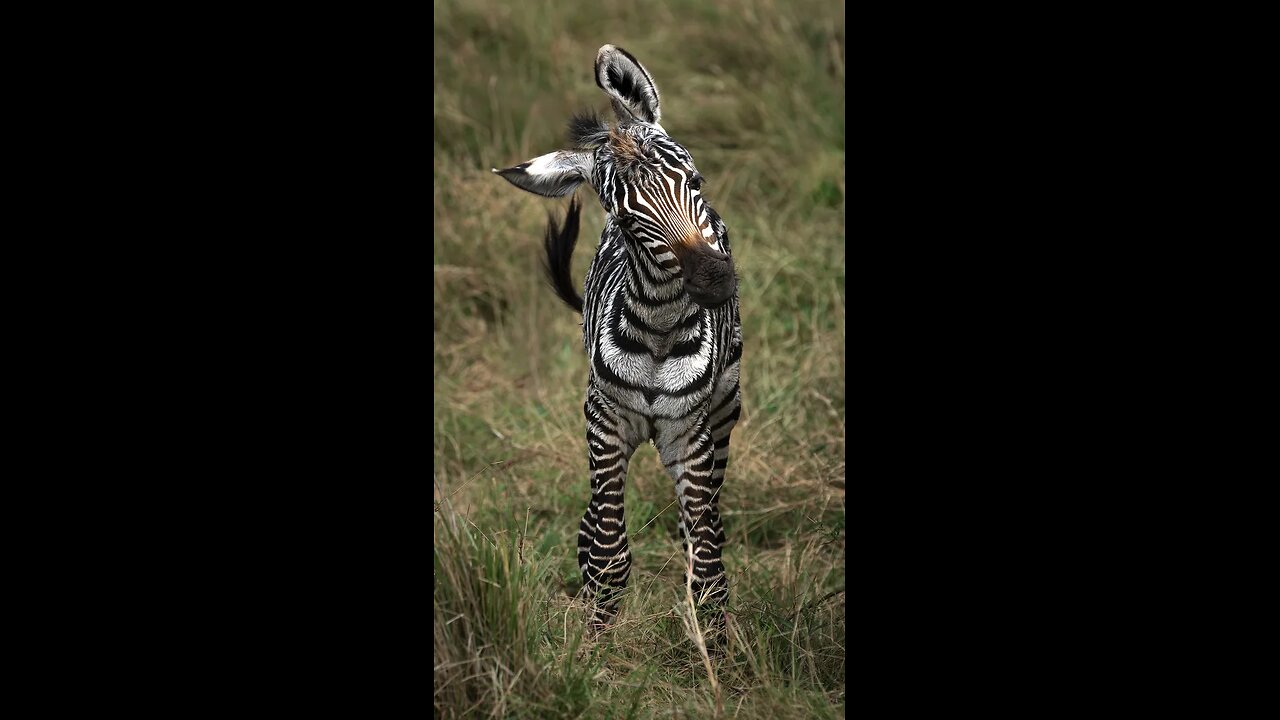 ZebraLove #BlackAndWhiteWonder #WildLifeSpectacle #ZebraStripes #SafariSpotting #Nature'sPatterns