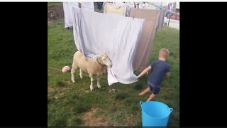 Sheep incredibly plays games with little boy