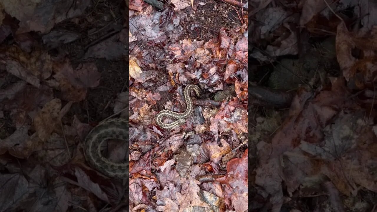 Snakes in January?? #pennsylvania #centralpennsylvania #snakes