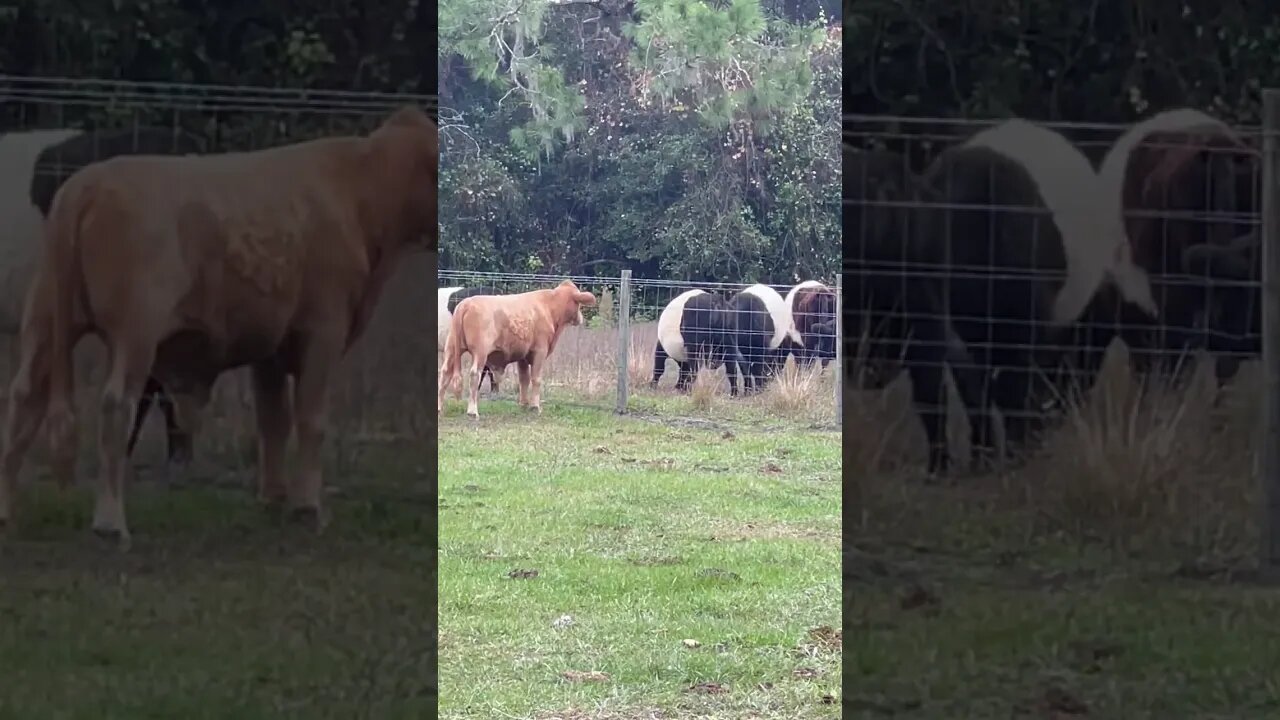 Steer making friends with neighbors herd #steer #cow #cows #cattle #cattlefarm #cattleranch