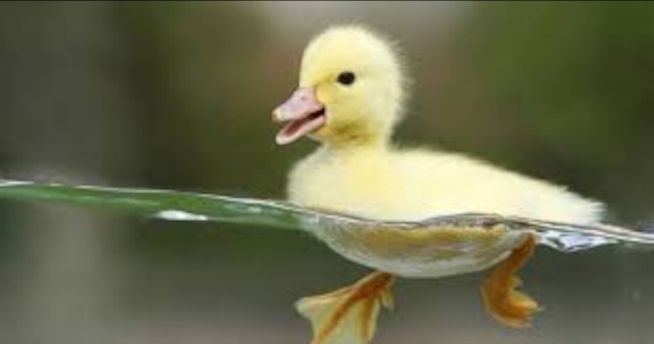 Ducklings are so cute that every night they will instinctively swim