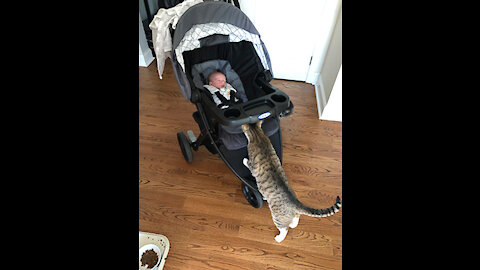 Cat walks baby in stroller