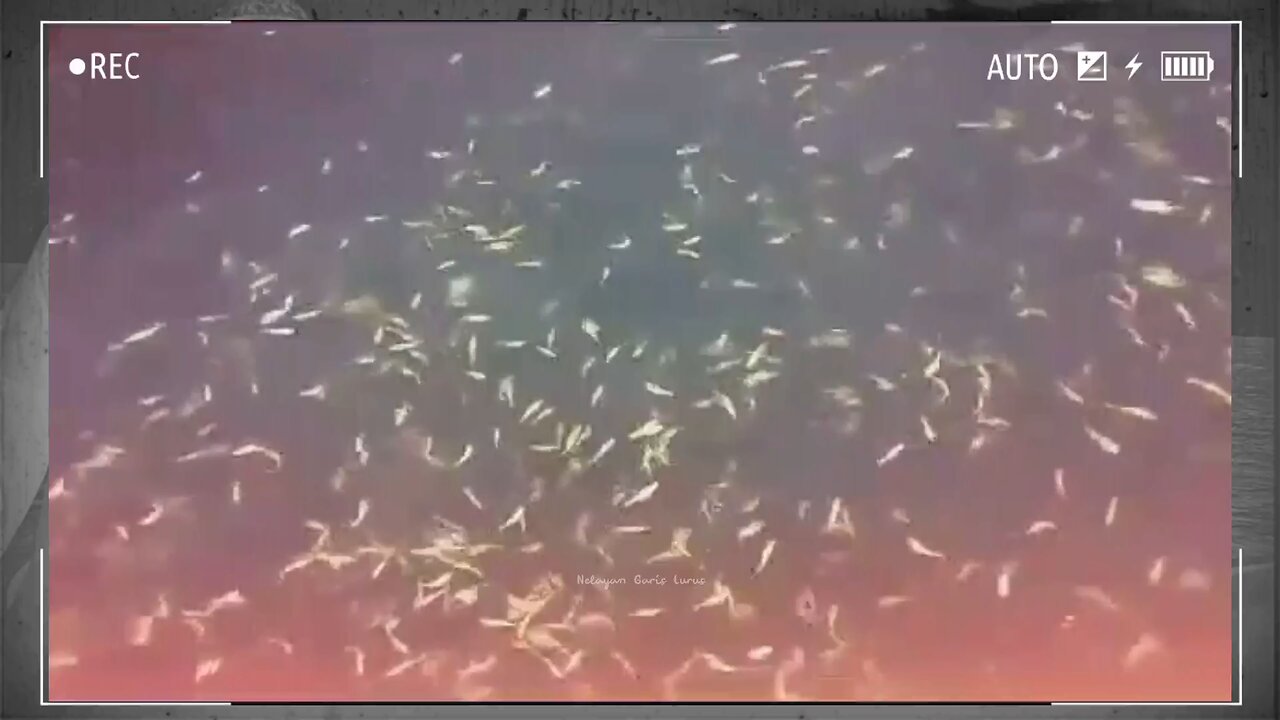 a school of small fish