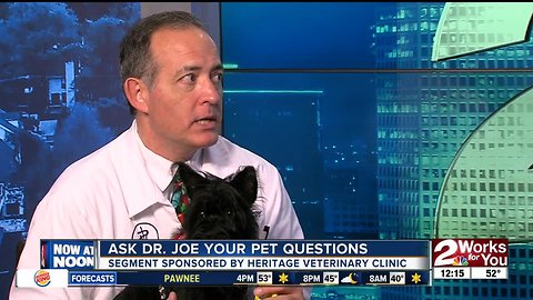 Ask Dr. Joe your pet questions