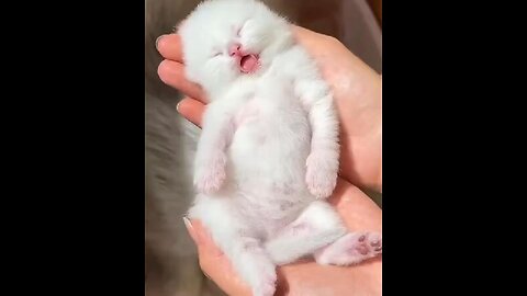 CATS FUNNY